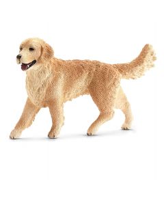 Golden Retriever Fêmea