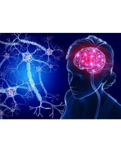 Postal - Cérebro & Células Nervosas