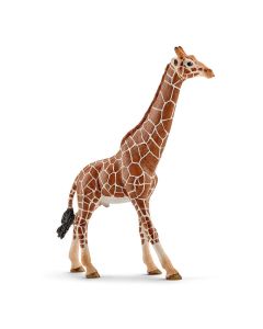 Girafa - Macho
