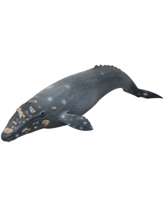 Baleia Cinzenta 