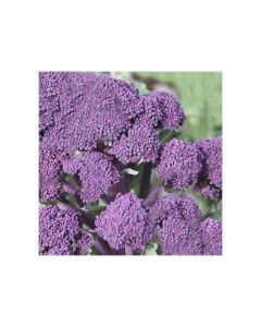 Bróculos Early Purple - sementes 