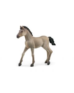 Cavalo Criollo Definitivo - cria