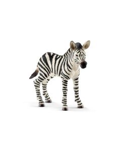 Zebra - Cria