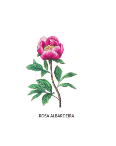 Rosa Albardeira 