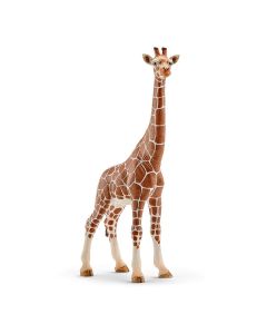 Girafa Femea